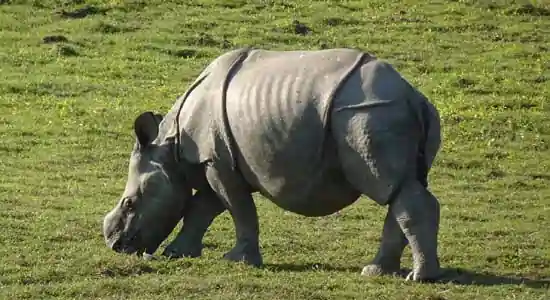 Assam India rhino